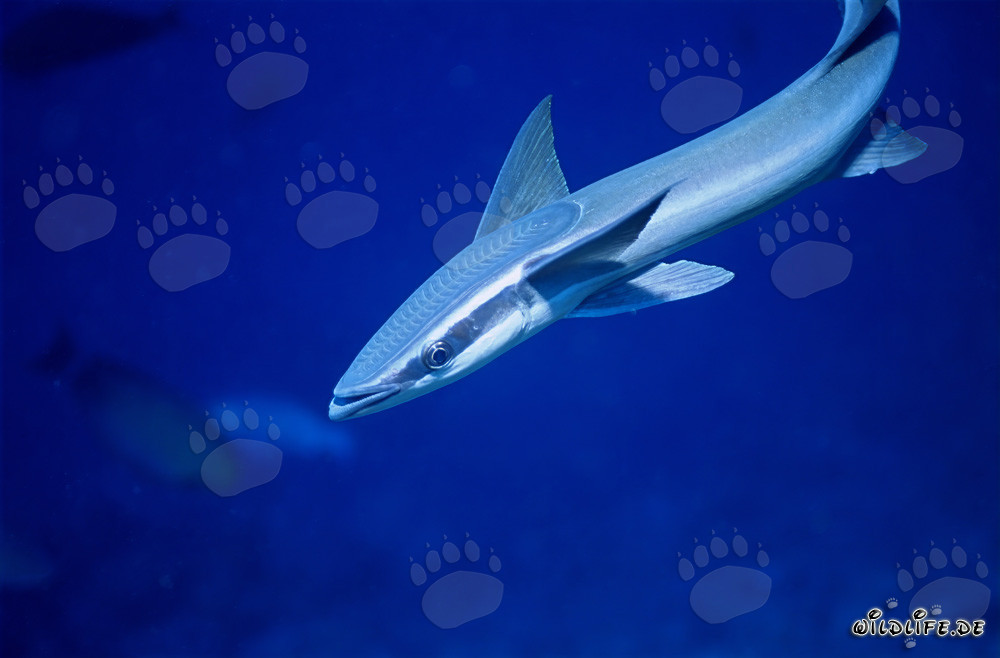 Affascinante Remora remora nella laguna di Beqa a Viti Levu, Figi