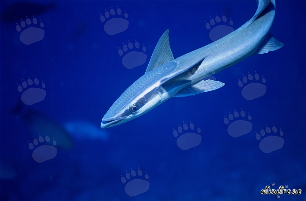 Remora remora fascinante dans la lagune de Beqa à Viti Levu, Fidji