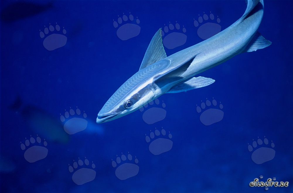 Fascinating Sharksucker (Remora remora) in Beqa Lagoon on Viti Levu, Fiji