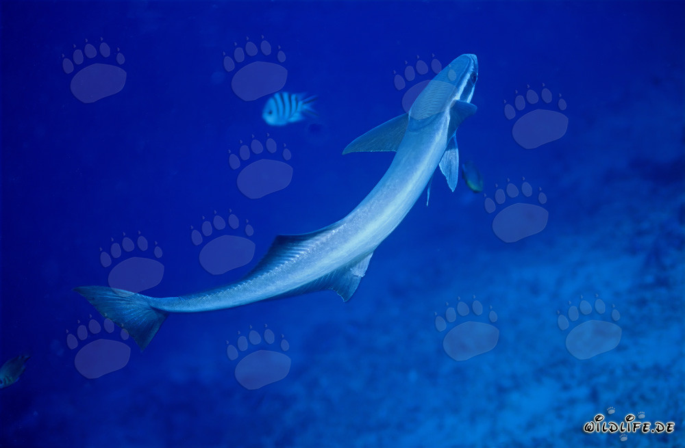 Remora comune - Affascinante mondo sottomarino a Beqa Lagoon, Figi