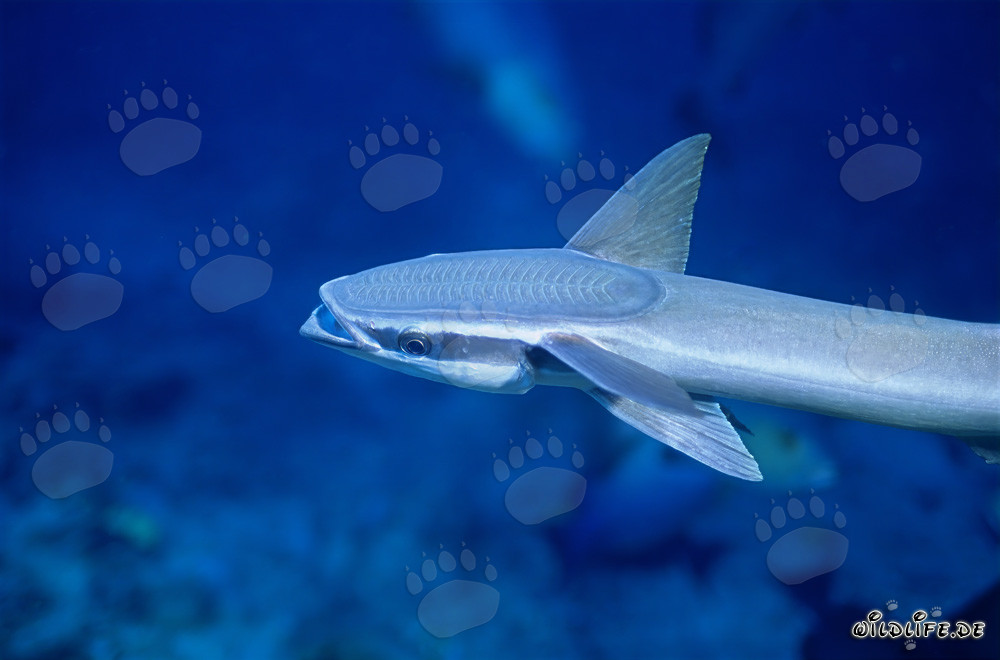 Sharksucker (Remora remora)
