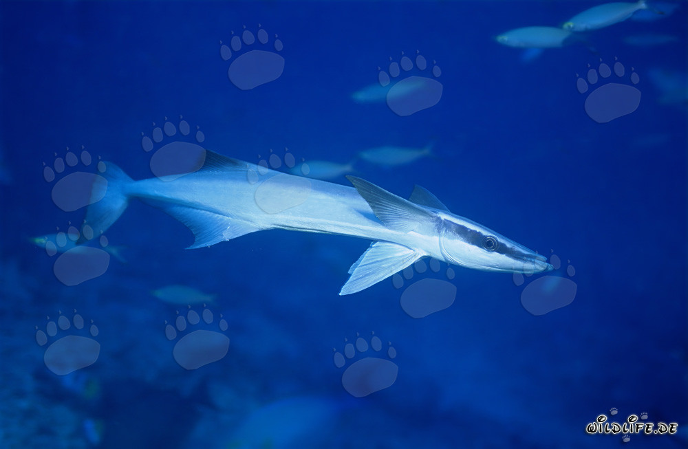 Remora común (Remora remora) - Fascinante habitante del mar