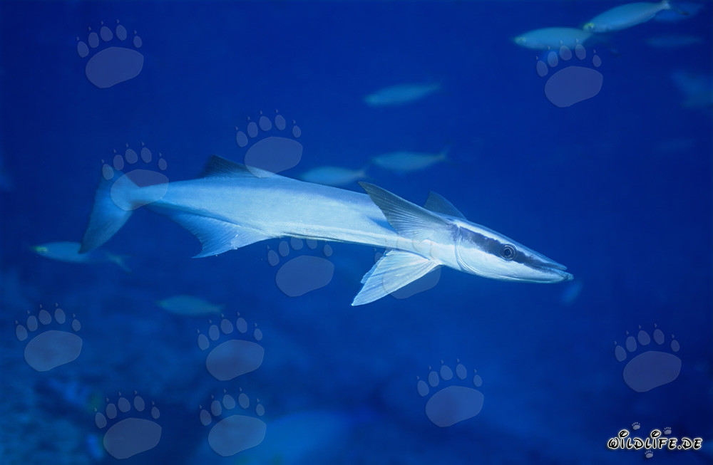 Requin-pilote commun (Remora remora) - Fascinant habitant des mers