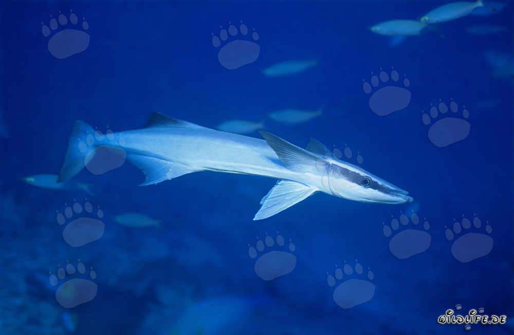 Rimora comune (Remora remora) - Affascinante abitante marino