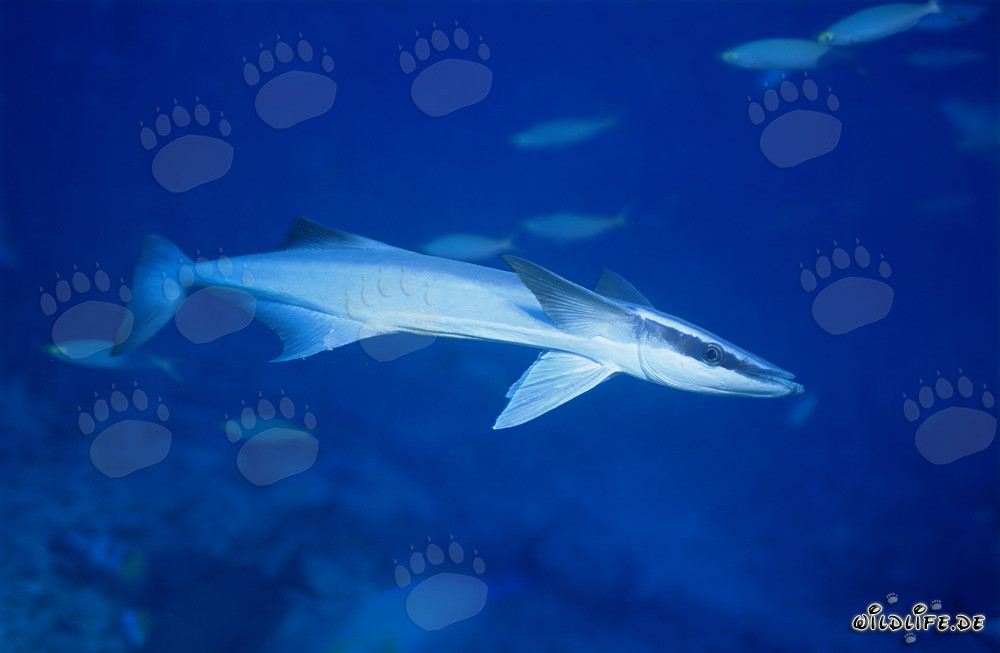 Sharksucker (Remora remora) - Fascinating Sea Creature