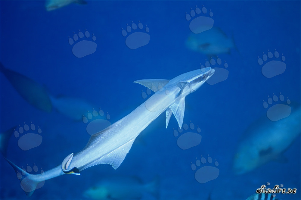 Rémora commune (Remora remora) sur Shark Reef dans le lagon de Beqa, Fidji