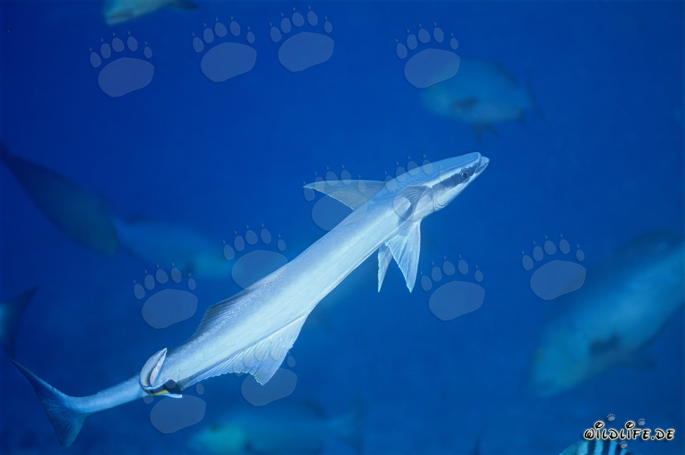 Rémora común (Remora remora) en Shark Reef en la laguna de Beqa, Fiji