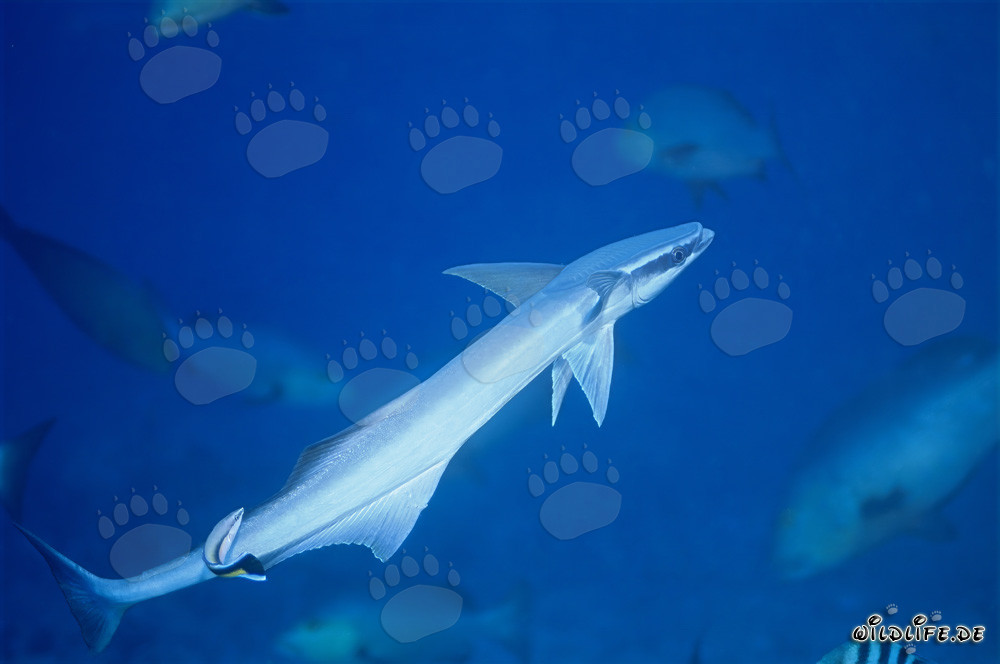 Remora comune (Remora remora) su Shark Reef nella laguna di Beqa, Figi