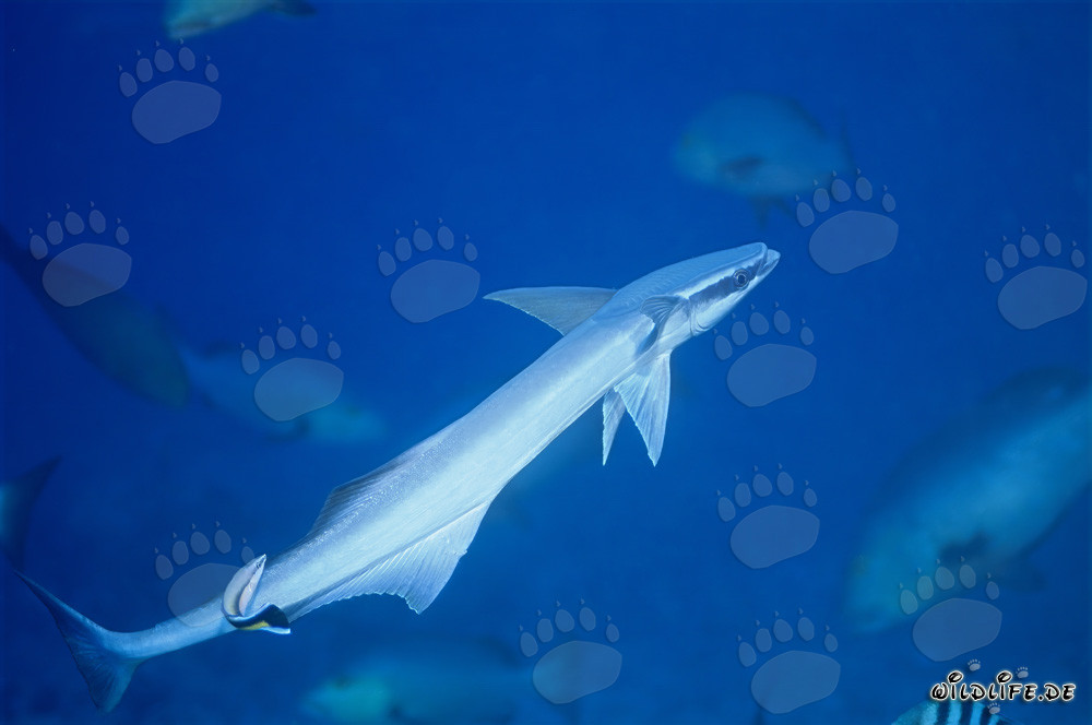 Sharksucker (Remora remora) on Shark Reef in Beqa Lagoon, Fiji