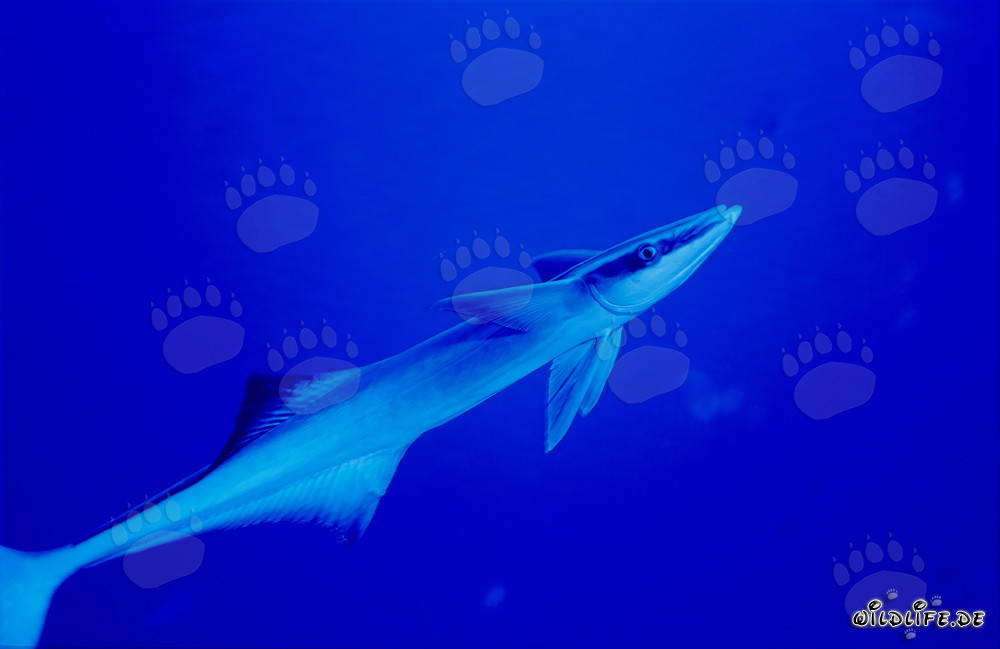 Fascinant commun Holothurie remora (Remora remora) dans le lagon de Beqa, Fidji