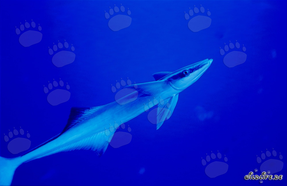 Affascinante remora comune (Remora remora) nel laguna di Beqa, Fiji