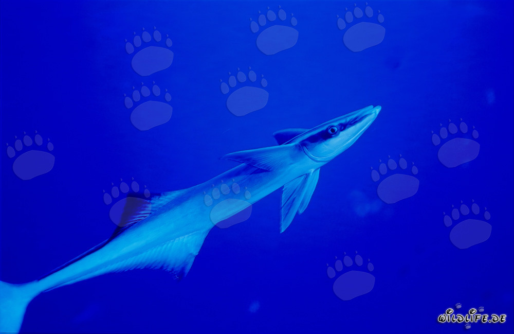 Fascinating Sharksucker (Remora remora) in Beqa Lagoon, Fiji