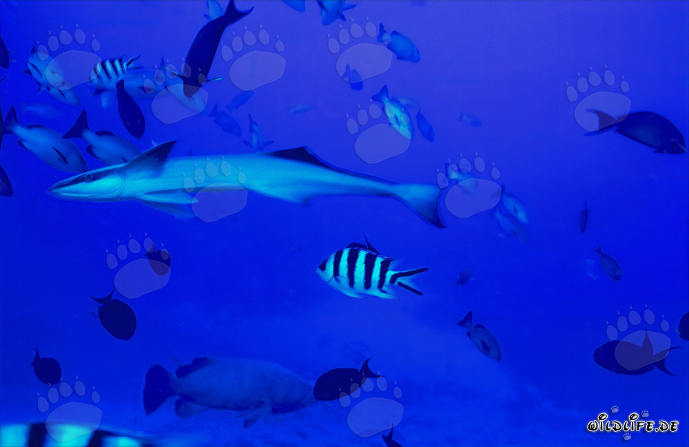 Rémora commune (Remora remora) dans le lagon Shark Reef, Fidji