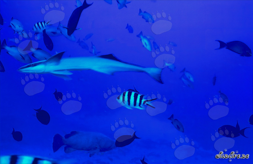 Rémora común (Remora remora) en la laguna Shark Reef, Fiji