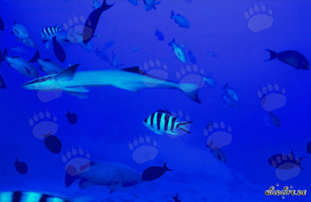 Rémora comune (Remora remora) nel lago Shark Reef, Figi