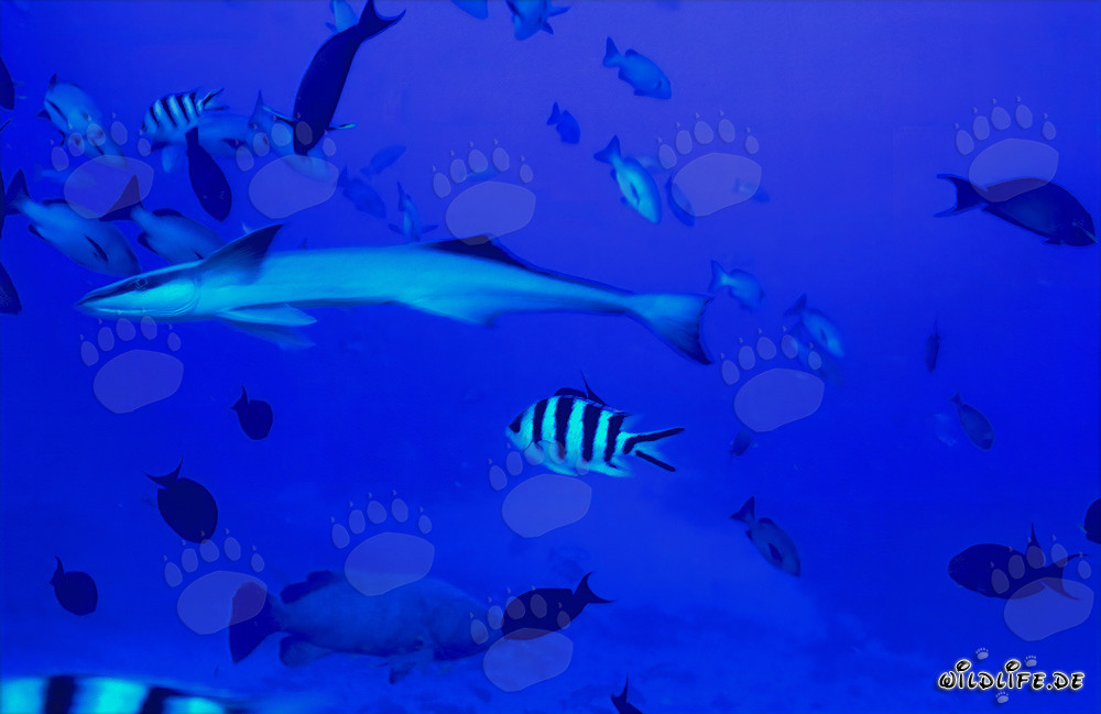 Sharksucker (Remora remora) in Shark Reef Lagoon, Fiji