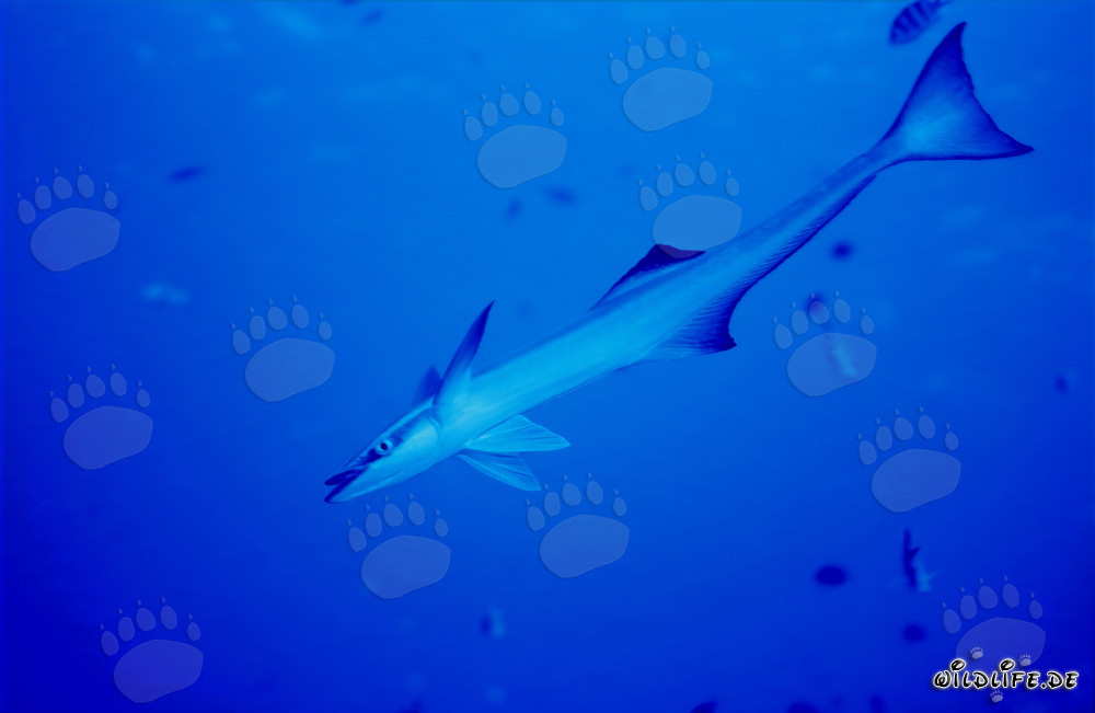 Garde-boue commun - Fascinant habitant des mers