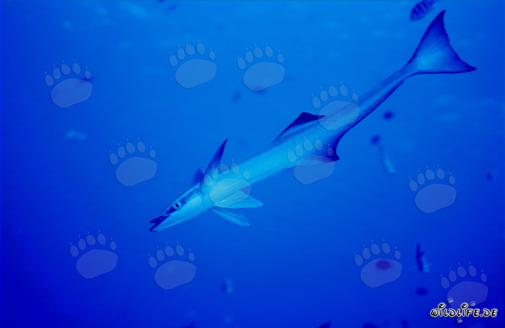 Remora comune - Affascinante abitante dei mari