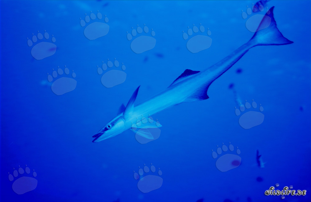Sharksucker (Remora remora) - Fascinating Marine Creature