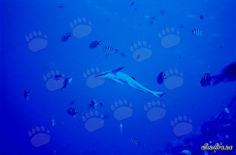 Commensalisme remora (Remora remora) sur Shark Reef dans le lagon de Beqa, Fidji