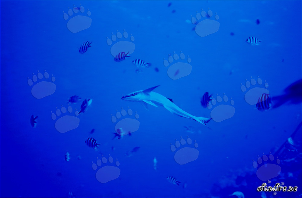 Remora común (Remora remora) en Shark Reef en el lago Beqa, Fiji