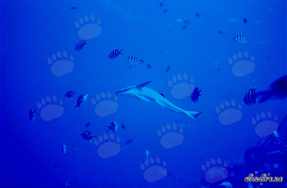 Remora comune (Remora remora) su Shark Reef nel lagoon di Beqa, Figi