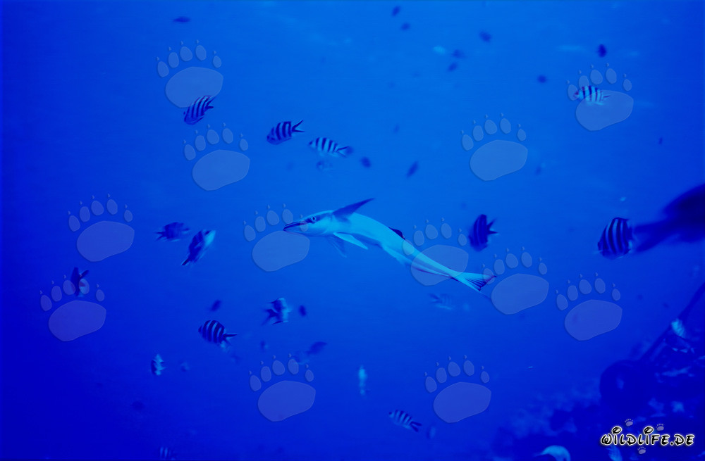 Sharksucker (Remora remora) on Shark Reef in Beqa Lagoon, Fiji