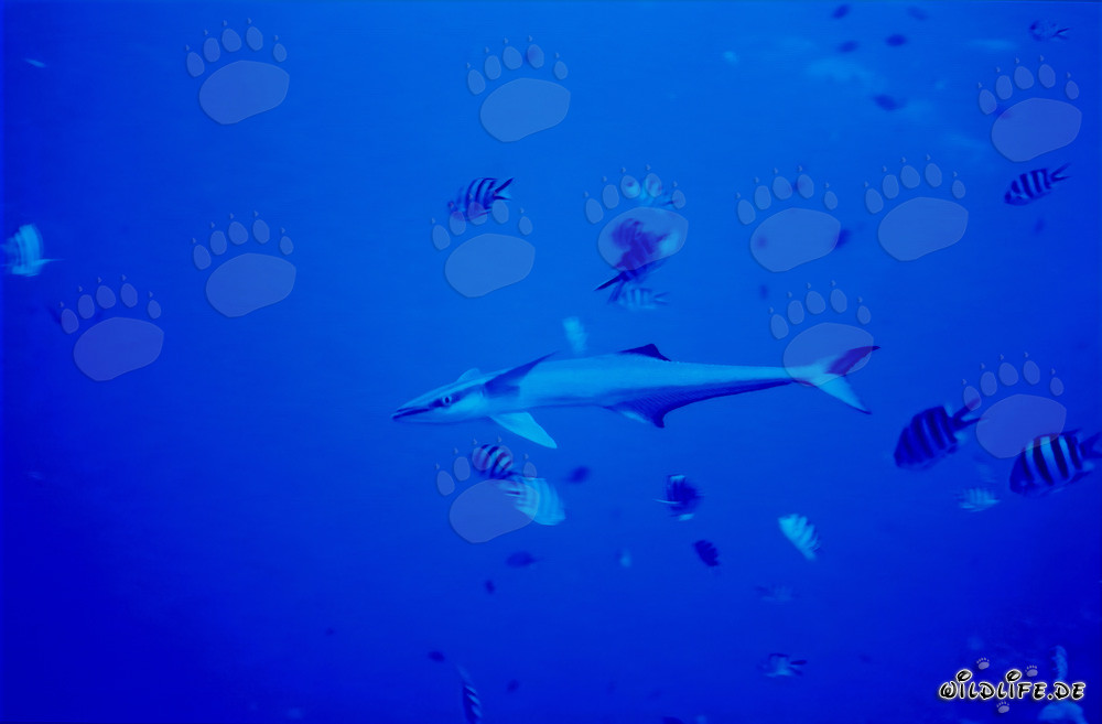 Rémora commune (Remora remora) dans le lagon de Beqa, Fidji