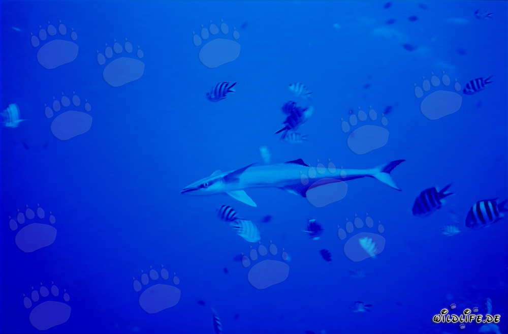Rémora común (Remora remora) en el lago de Beqa, Fiyi