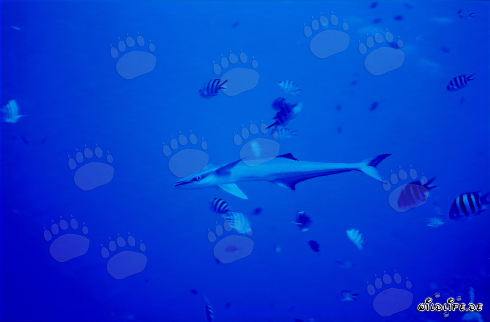 Rémora comune (Remora remora) nel lago di Beqa, Figi