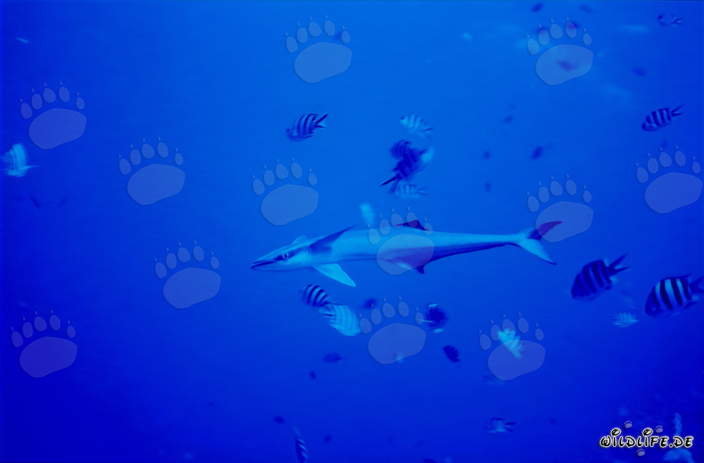 Sharksucker (Remora remora) in Beqa Lagoon, Fiji