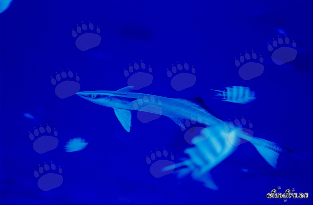 Remora común (Remora remora) - Fascinante habitante marino de Fiji