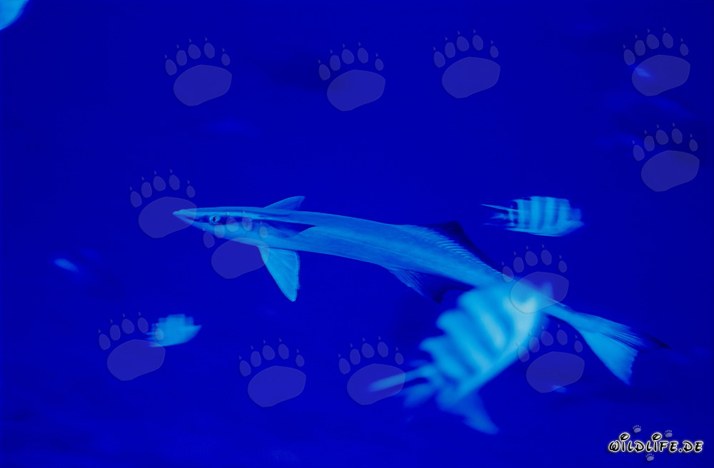 Remora comune (Remora remora) - Affascinante abitante marino delle Figi