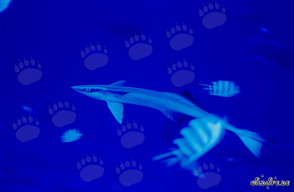 Rémoras commune (Remora remora) - Fascinant habitant des mers des Fidji