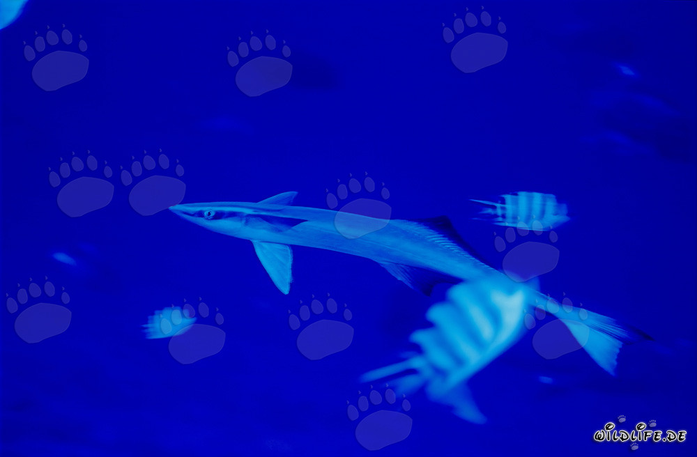 Sharksucker (Remora remora) - Fascinating Marine Creature from Fiji