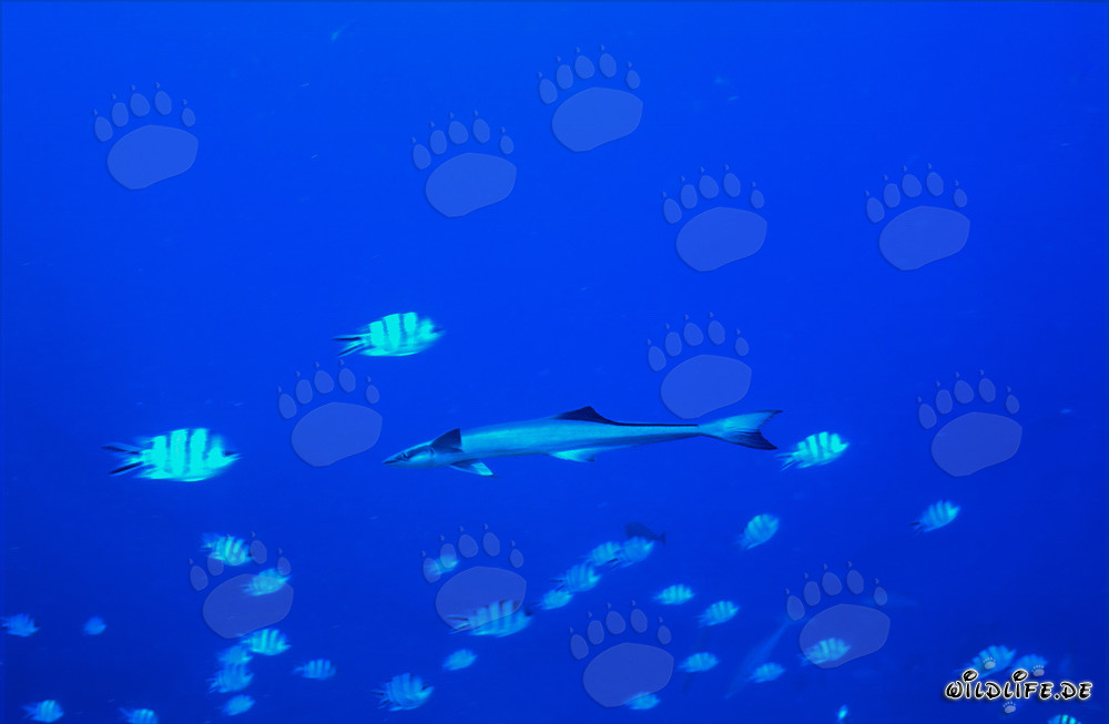 Gemeiner Schiffshalter – Faszinierender Parasitfisch der Ozeane