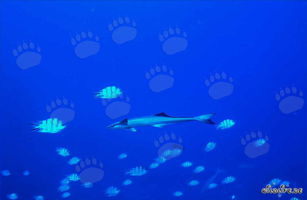 Remora commune - Fascinant poisson parasite des océans