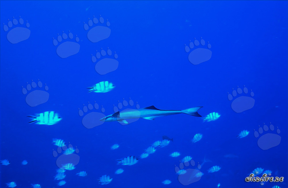 Remora común - Fascinante pez parásito de los océanos