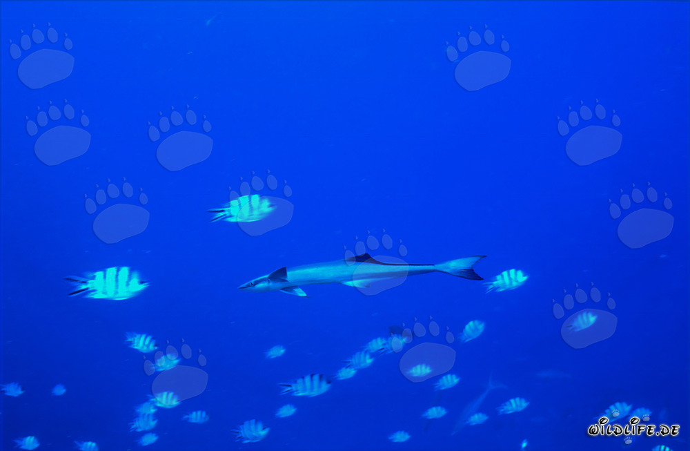 Remora comune - Affascinante pesce parassita degli oceani