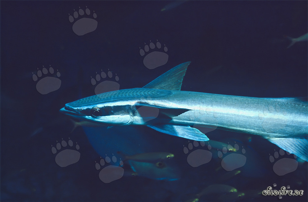 El parasitario común - Fascinante parásito de los mares