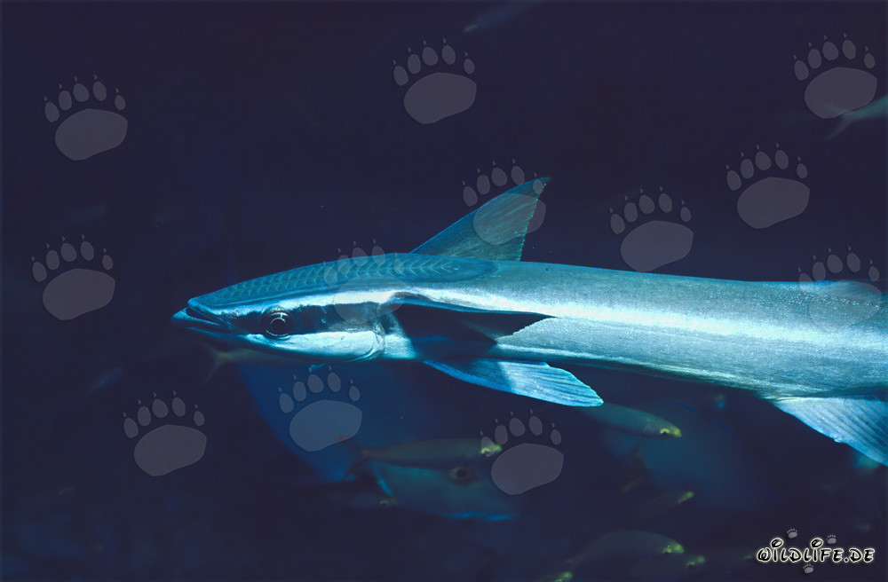 Sharksucker - Fascinating Parasite of the Seas
