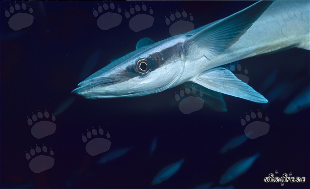 Rémora comune (Remora remora) su Shark Reef nel lago Beqa, Figi