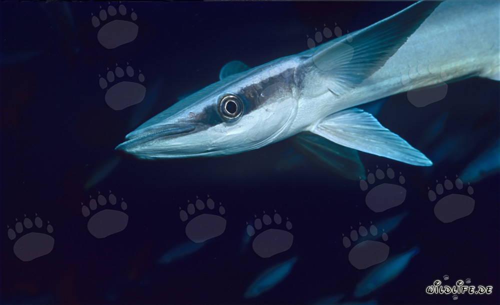 Sharksucker (Remora remora) at Shark Reef in Beqa Lagoon, Fiji