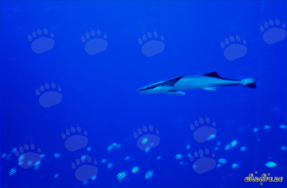 Rémoras commune (Remora remora) - Poisson fascinant qui s'accroche aux requins