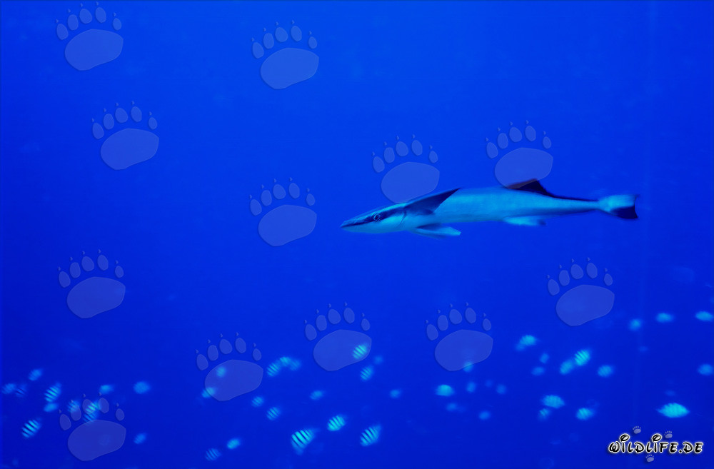 Rémora común (Remora remora) - Pez fascinante que se adhiere a los tiburones