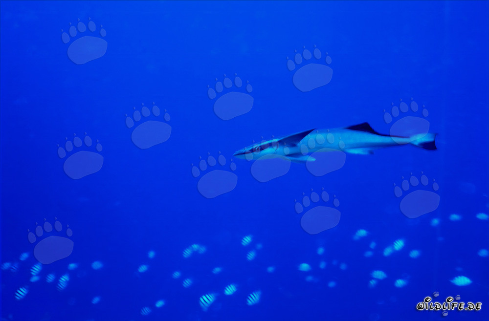 Remora comune (Remora remora) - Pesce affascinante che si attacca agli squali