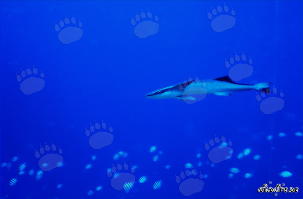 Sharksucker (Remora remora) - Fascinating fish that attaches to sharks