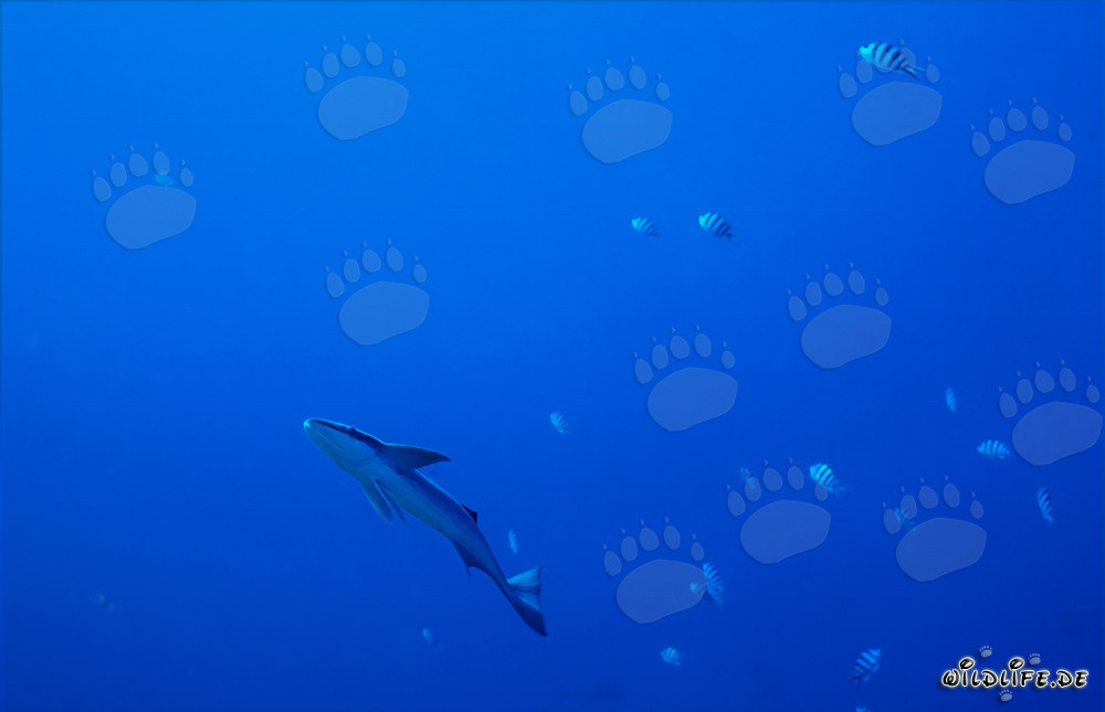 Fascinant Commun Remore dans Shark Reef, Lagune de Beqa, Fidji