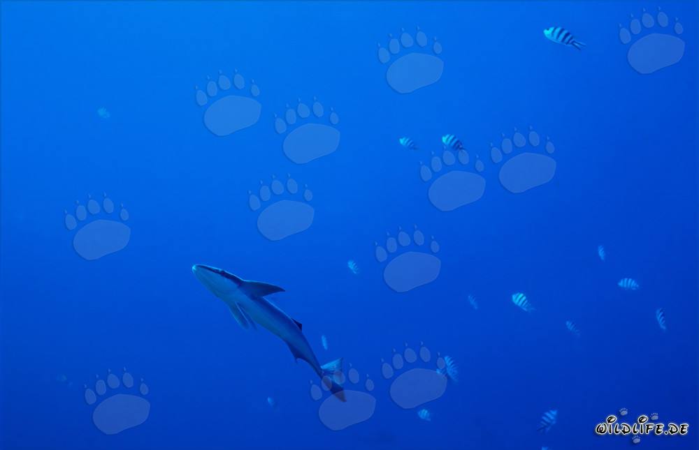 Fascinante Pez Remora Común en Shark Reef, Laguna de Beqa, Fiyi