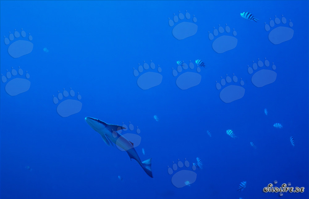 Affascinante Remora Comune in Shark Reef, Laguna di Beqa, Figi